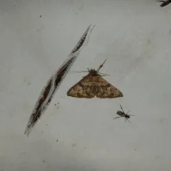 Velvetbean Caterpillar Moth thumbnail 3
