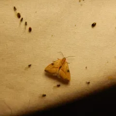Wedgling Moth thumbnail 3