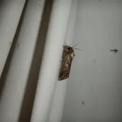 Fall Armyworm Moth thumbnail 3