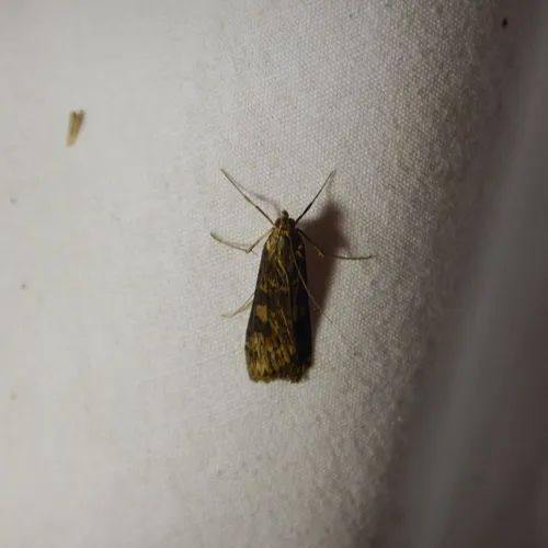Lucerne Moth