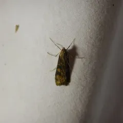 Lucerne Moth thumbnail 1