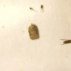 Lesser Maple Leafroller thumbnail 2