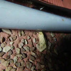 Corn Earworm Moth thumbnail 4