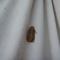 Brown Satyr Moth thumbnail 2
