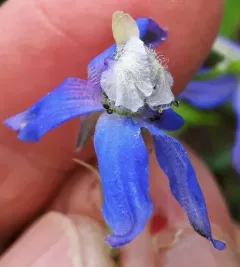 Sutherland's Larkspur thumbnail 2
