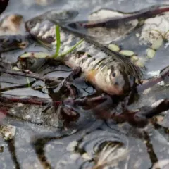 Central Mudminnow thumbnail 2