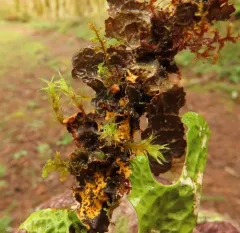 Mustard Kidney Lichen thumbnail 4
