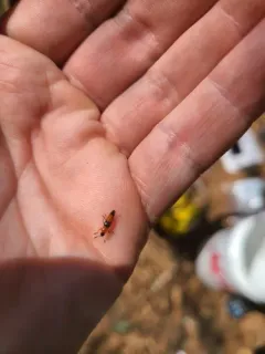 Languria trifasciata thumbnail 4