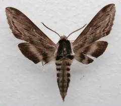 Apple Sphinx thumbnail 1