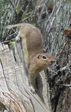 Merriam's Ground Squirrel thumbnail 2