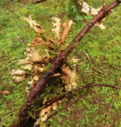 Pseudocyphellaria hawaiiensis thumbnail 3