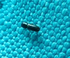 Xyleborinus attenuatus thumbnail 3