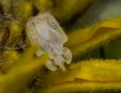 Corythucha immaculata thumbnail 2
