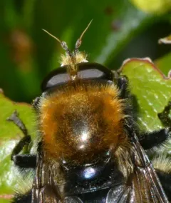 Bumblebee Catkin Fly thumbnail 2