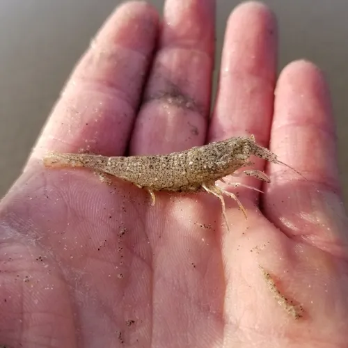 Smooth Bay Shrimp