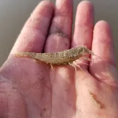 Smooth Bay Shrimp thumbnail 1
