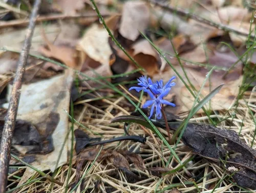 Alpine Squill