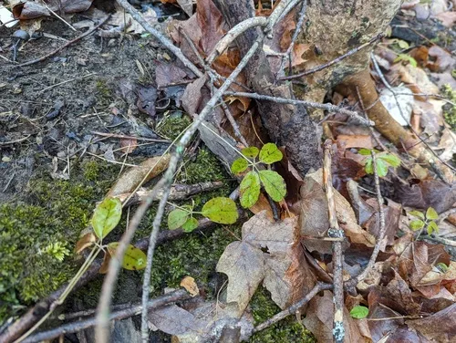 Five-leaf akebia