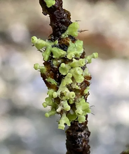 Seaside Centipede Lichen