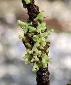 Seaside Centipede Lichen thumbnail 1