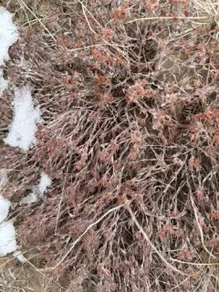 spreading nailwort thumbnail 2