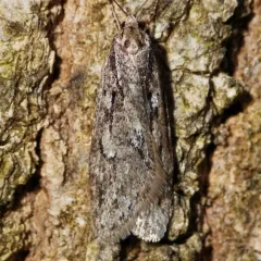 Aurora Flatbody Moth thumbnail 3