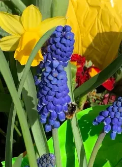 European Orchard Bee thumbnail 2