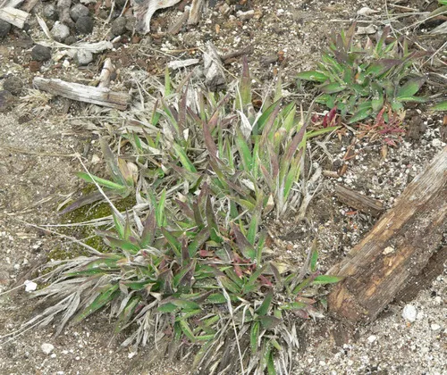 Geysers panicum