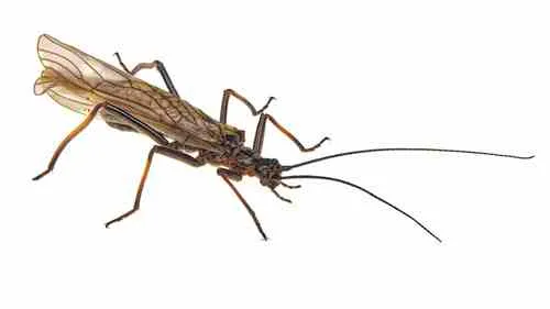 Eastern Willowfly