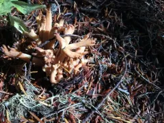 Ramaria cartilaginea thumbnail 2
