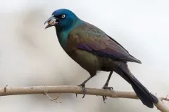 Common Grackle photo
