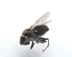 Parydra quadrituberculata thumbnail 3