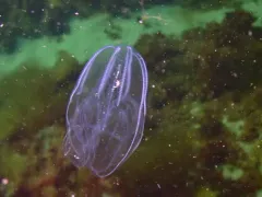 Common Northern Comb Jelly thumbnail 1