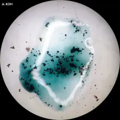 Anteaglonium globosum thumbnail 4