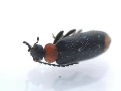 Pedilus terminalis thumbnail 4