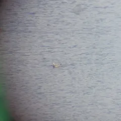 Sabine's Gull thumbnail 3