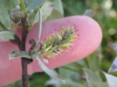 Wolf's Willow thumbnail 2