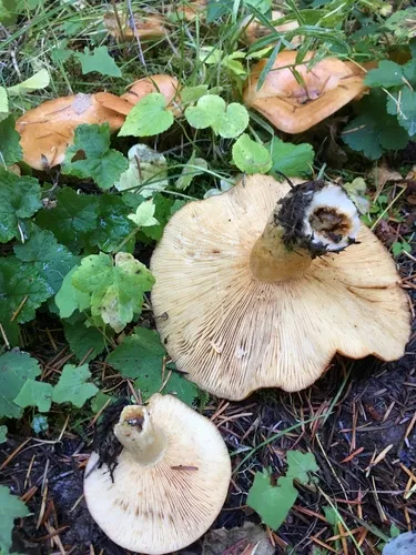Lactarius olympianus