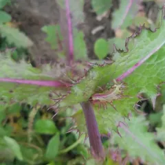 prickly sowthistle thumbnail 3