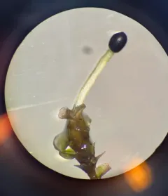 Egg Flapwort thumbnail 2