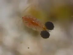 Diacyclops bicuspidatus thumbnail 2