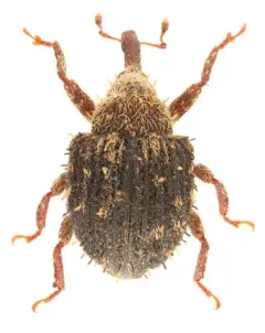 Microhyus setiger thumbnail 2