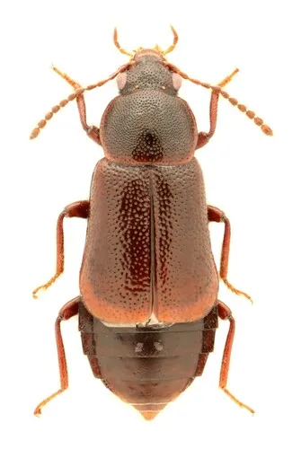 Olophrum consimile