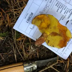 Blue-staining Slippery Jack thumbnail 2