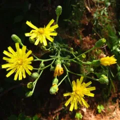 New England Hawkweed thumbnail 3