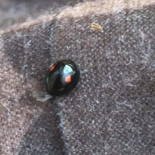 Twice-stabbed Lady Beetle