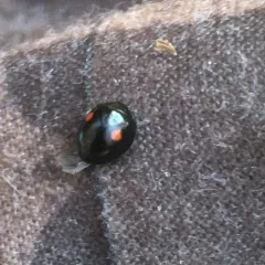 Twice-stabbed Lady Beetle thumbnail 1