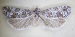 Retinia mafica thumbnail 3