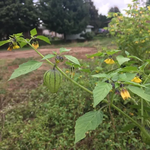 Large-flowered Tomatillo