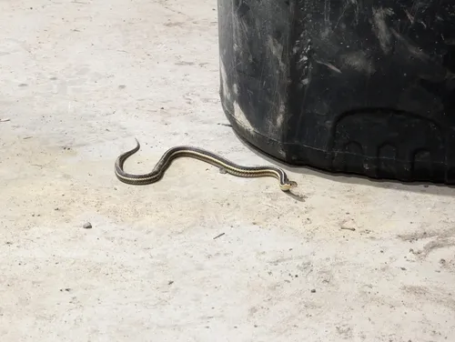 Butler's Garter Snake